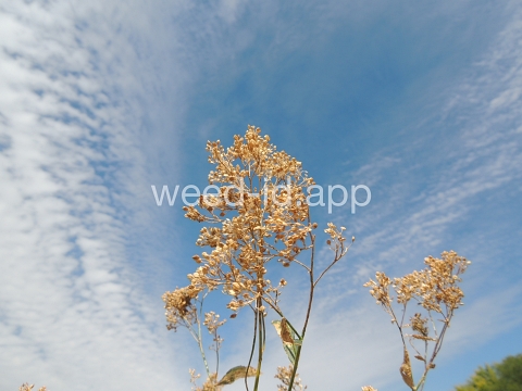 pepperweed, perennial